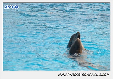 Marineland - Dauphins - Spectacle 14h30 - 1856