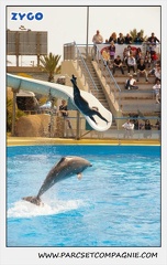 Marineland - Dauphins - Spectacle 14h30 - 1893