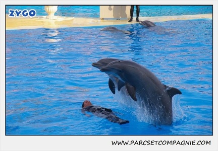 Marineland - Dauphins - Spectacle 17h45 - 1915
