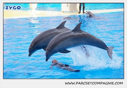 Marineland - Dauphins - Spectacle 17h45 - 1916