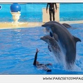 Marineland - Dauphins - Spectacle 17h45 - 1917