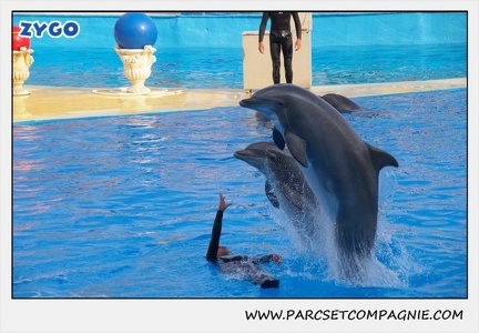 Marineland - Dauphins - Spectacle 17h45 - 1917