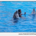 Marineland - Dauphins - Spectacle 17h45 - 1921
