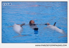Marineland - Dauphins - Spectacle 17h45 - 1922