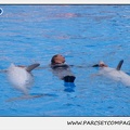 Marineland - Dauphins - Spectacle 17h45 - 1922