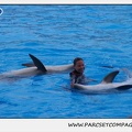 Marineland - Dauphins - Spectacle 17h45 - 1924