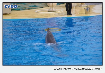 Marineland - Dauphins - Spectacle 17h45 - 1928