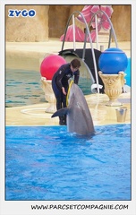 Marineland - Dauphins - Spectacle 17h45 - 1929