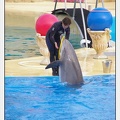 Marineland - Dauphins - Spectacle 17h45 - 1929