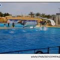 Marineland - Dauphins - Spectacle 17h45 - 1938