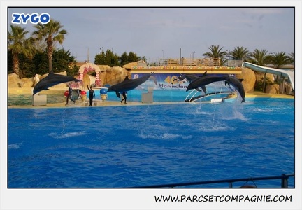 Marineland - Dauphins - Spectacle 17h45 - 1939