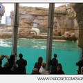 Marineland_-_Inauguration_enclos_ours_polaires_-_2714.jpg
