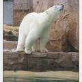 Marineland_-_Inauguration_enclos_ours_polaires_-_2721.jpg
