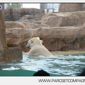 Marineland - Inauguration enclos ours polaires - 2731