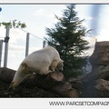 Marineland - Inauguration enclos ours polaires - 2755