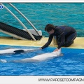 Marineland - Dauphins - Spectacle 14h30 - 2819