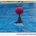 Marineland - Dauphins - Spectacle 14h30 - 2839
