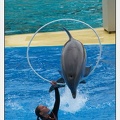 Marineland - Dauphins - Spectacle 14h30 - 2842