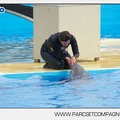 Marineland - Dauphins - Spectacle 17h45 - 2873