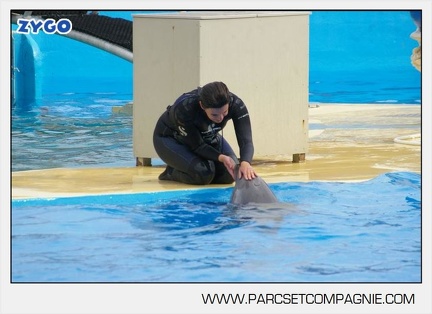 Marineland - Dauphins - Spectacle 17h45 - 2874