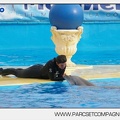 Marineland - Dauphins - Spectacle 17h45 - 2880