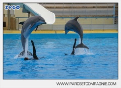 Marineland - Dauphins - Spectacle 17h45 - 2896