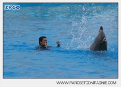 Marineland - Dauphins - Spectacle 17h45 - 2897