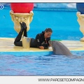 Marineland - Dauphins - Spectacle 17h45 - 2913