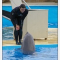 Marineland - Dauphins - Spectacle 17h45 - 2914