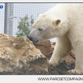 Marineland - Ours polaires - les animaux - 2963