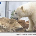 Marineland - Ours polaires - les animaux - 2964