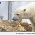 Marineland - Ours polaires - les animaux - 2965