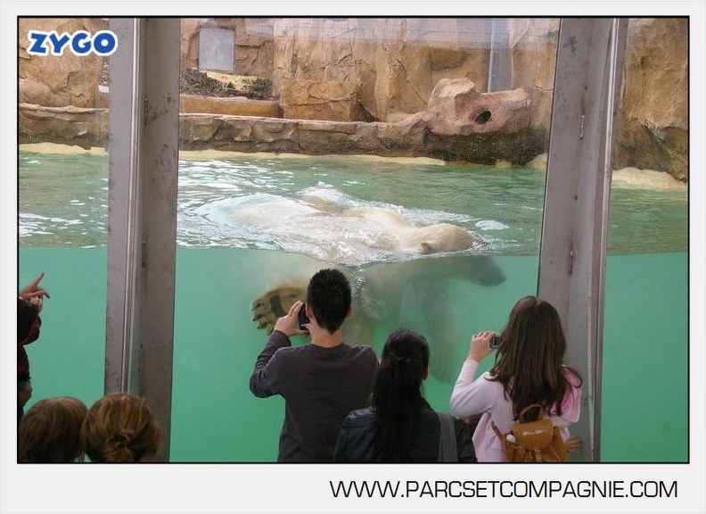 Marineland_-_Ours_polaires_-_les_animaux_-_2973.jpg