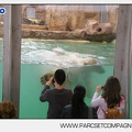 Marineland - Ours polaires - les animaux - 2973