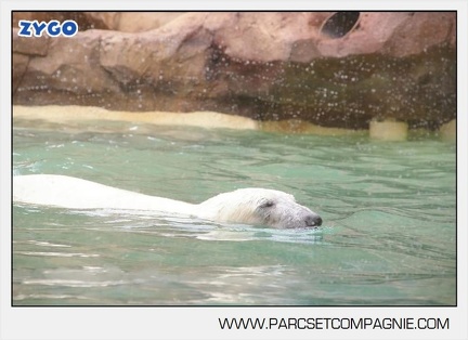 Marineland - Ours polaires - les animaux - 2974