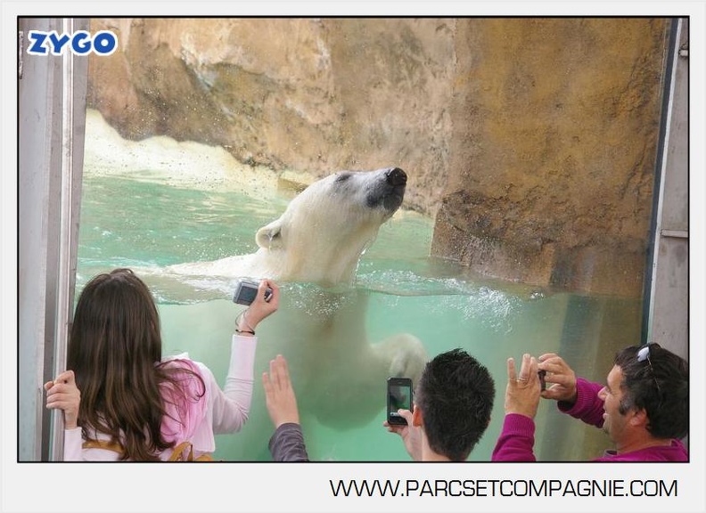 Marineland_-_Ours_polaires_-_les_animaux_-_2975.jpg
