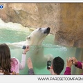 Marineland - Ours polaires - les animaux - 2975