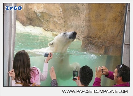 Marineland - Ours polaires - les animaux - 2975