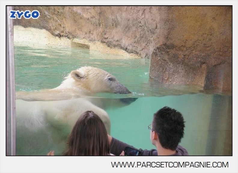 Marineland_-_Ours_polaires_-_les_animaux_-_2976.jpg