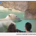 Marineland - Ours polaires - les animaux - 2976
