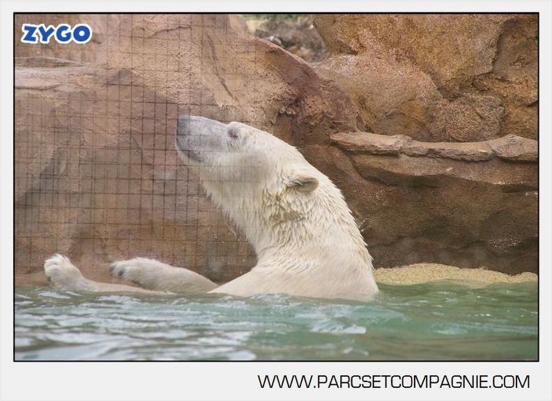Marineland_-_Ours_polaires_-_les_animaux_-_2978.jpg