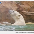 Marineland - Ours polaires - les animaux - 2978