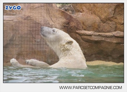 Marineland - Ours polaires - les animaux - 2978