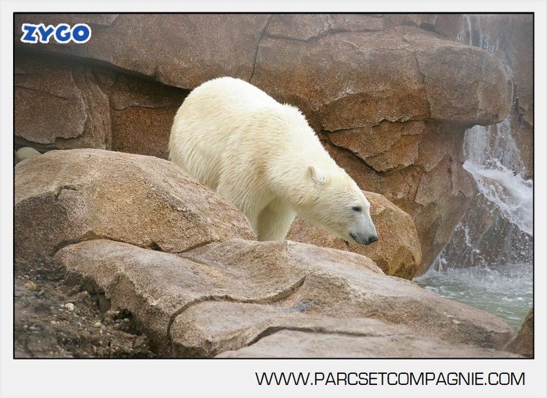 Marineland_-_Ours_polaires_-_les_animaux_-_2986.jpg