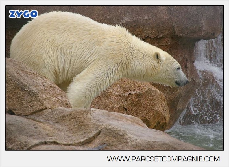 Marineland_-_Ours_polaires_-_les_animaux_-_2987.jpg