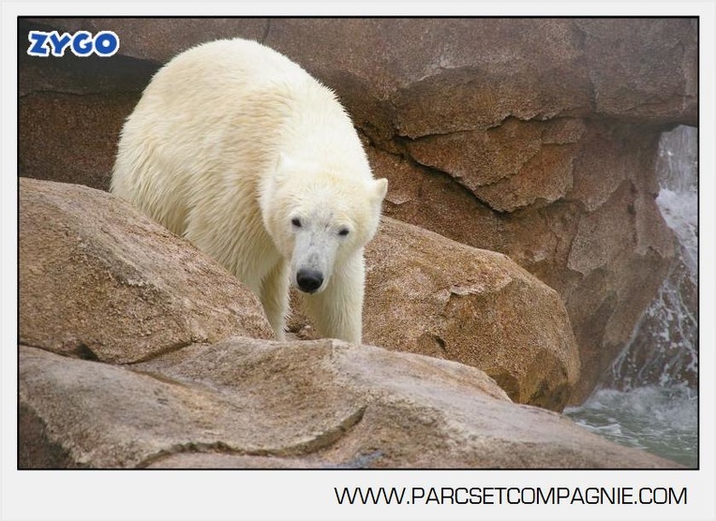 Marineland - Ours polaires - les animaux - 2988
