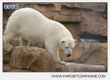Marineland - Ours polaires - les animaux - 2991