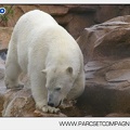 Marineland - Ours polaires - les animaux - 2992