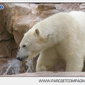 Marineland - Ours polaires - les animaux - 2993