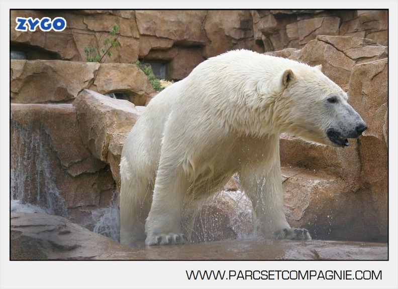 Marineland - Ours polaires - les animaux - 2994